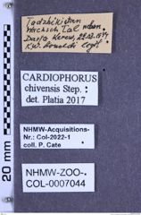 Etiketten zu Cardiophorus chivensis (Stepanov, 1935) (NHMW-ZOO-COL-0007044)